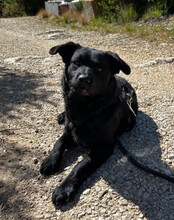 BRUCE, Hund, Mischlingshund in Kroatien - Bild 7