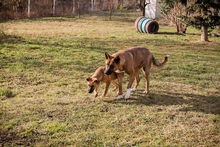 CARDI, Hund, Mischlingshund in Kroatien - Bild 2