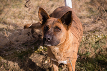 CARDI, Hund, Mischlingshund in Kroatien - Bild 3