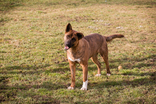 CARDI, Hund, Mischlingshund in Kroatien - Bild 4