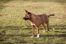 CARDI, Hund, Mischlingshund in Kroatien - Bild 6