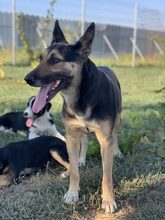 ASHA, Hund, Mischlingshund in Rumänien - Bild 1