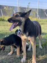 ASHA, Hund, Mischlingshund in Rumänien - Bild 2