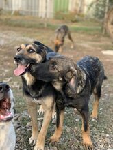 ASHA, Hund, Mischlingshund in Rumänien - Bild 3