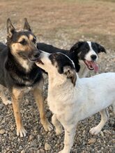 ASHA, Hund, Mischlingshund in Rumänien - Bild 4