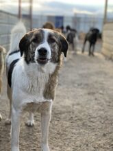 LOLA, Hund, Mischlingshund in Rumänien - Bild 1