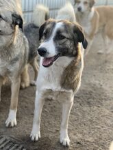 LOLA, Hund, Mischlingshund in Rumänien - Bild 2