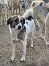 LOLA, Hund, Mischlingshund in Rumänien - Bild 3