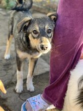 SNOWFLAKE, Hund, Mischlingshund in Rumänien - Bild 3