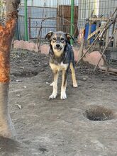 SNOWFLAKE, Hund, Mischlingshund in Rumänien - Bild 4