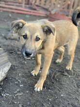 FORREST, Hund, Mischlingshund in Rumänien - Bild 1