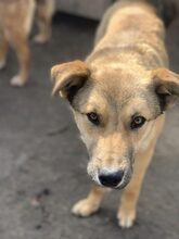 FORREST, Hund, Mischlingshund in Rumänien - Bild 3