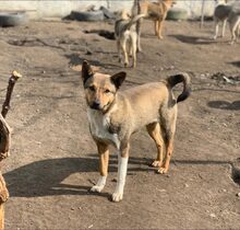 ESA, Hund, Mischlingshund in Rumänien - Bild 1