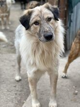 MAROCCHINO, Hund, Mischlingshund in Rumänien - Bild 1