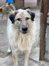 MAROCCHINO, Hund, Mischlingshund in Rumänien - Bild 4