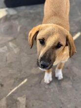 KLEINERJACK, Hund, Mischlingshund in München