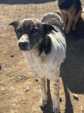 ROCKY, Hund, Mischlingshund in Rumänien - Bild 2