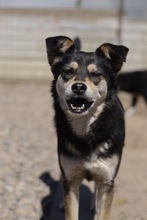 VIVIEN, Hund, Mischlingshund in Rumänien - Bild 10