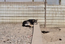 VIVIEN, Hund, Mischlingshund in Rumänien - Bild 5