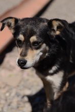 VIVIEN, Hund, Mischlingshund in Rumänien - Bild 6