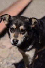 VIVIEN, Hund, Mischlingshund in Rumänien - Bild 7