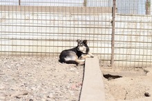 VIVIEN, Hund, Mischlingshund in Rumänien - Bild 8