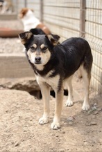 VIVIEN, Hund, Mischlingshund in Rumänien - Bild 9
