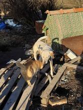 PATRICK, Hund, Mischlingshund in Bulgarien - Bild 5