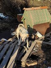 PATRICK, Hund, Mischlingshund in Bulgarien - Bild 6