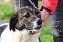 CALLIA, Hund, Beagle-Labrador-Mix in Rumänien