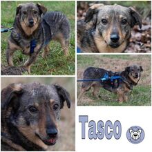 TASCO, Hund, Mischlingshund in Ribnitz-Damgarten - Bild 1