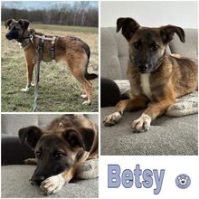 BETSY, Hund, Mischlingshund in Elchesheim-Illingen