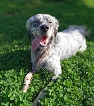 MYLORD, Hund, English Setter in Italien
