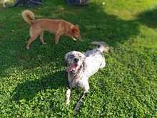 MYLORD, Hund, English Setter in Italien - Bild 2