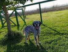 MYLORD, Hund, English Setter in Italien - Bild 3