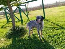 MYLORD, Hund, English Setter in Italien - Bild 4