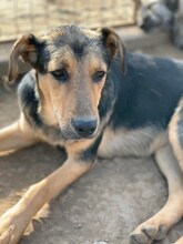 WENDY, Hund, Mischlingshund in Rumänien - Bild 10