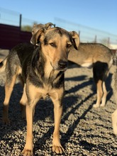 WENDY, Hund, Mischlingshund in Rumänien - Bild 2