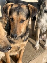 WENDY, Hund, Mischlingshund in Rumänien - Bild 9