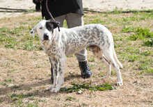 HOOK, Hund, Mischlingshund in Griechenland - Bild 3