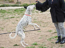 HOOK, Hund, Mischlingshund in Griechenland - Bild 4