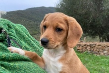 LINUS, Hund, Mischlingshund in Italien