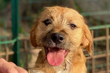 LUPIN, Hund, Mischlingshund in Italien