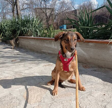 ALINA, Hund, Mischlingshund in Bulgarien - Bild 10