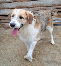 LILLY, Hund, Mischlingshund in Kroatien - Bild 4