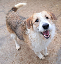 LILLY, Hund, Mischlingshund in Kroatien - Bild 5