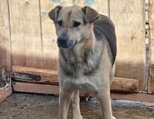 BARNEY, Hund, Mischlingshund in Rumänien - Bild 1