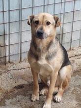 BARNEY, Hund, Mischlingshund in Rumänien - Bild 3