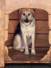 BARNEY, Hund, Mischlingshund in Rumänien - Bild 4