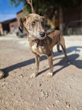 AMELIE, Hund, Mischlingshund in Rumänien - Bild 1